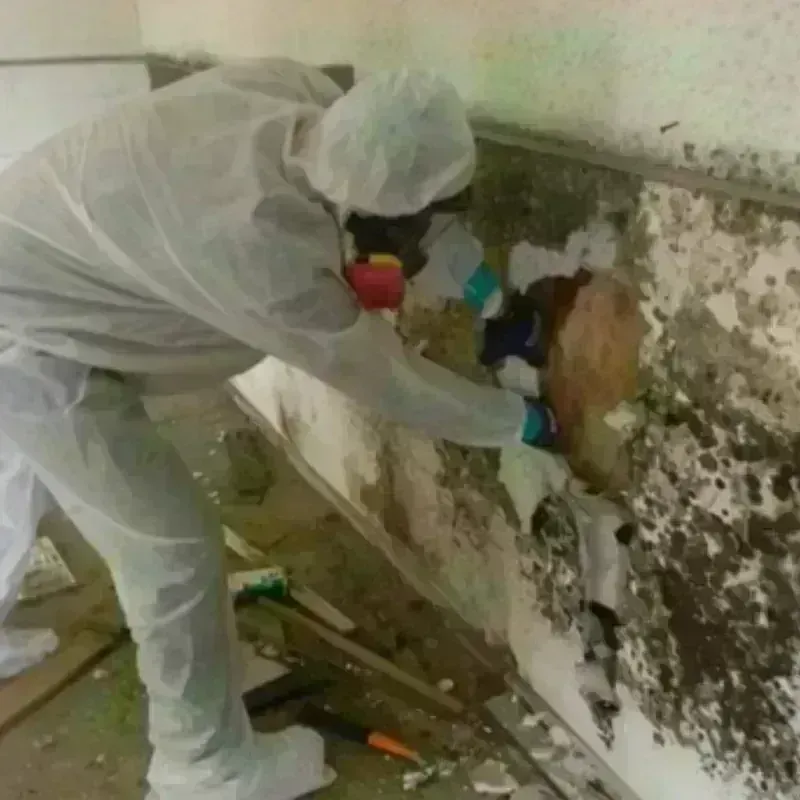 Mold Remediation and Removal in West Whittier-Los Nietos, CA